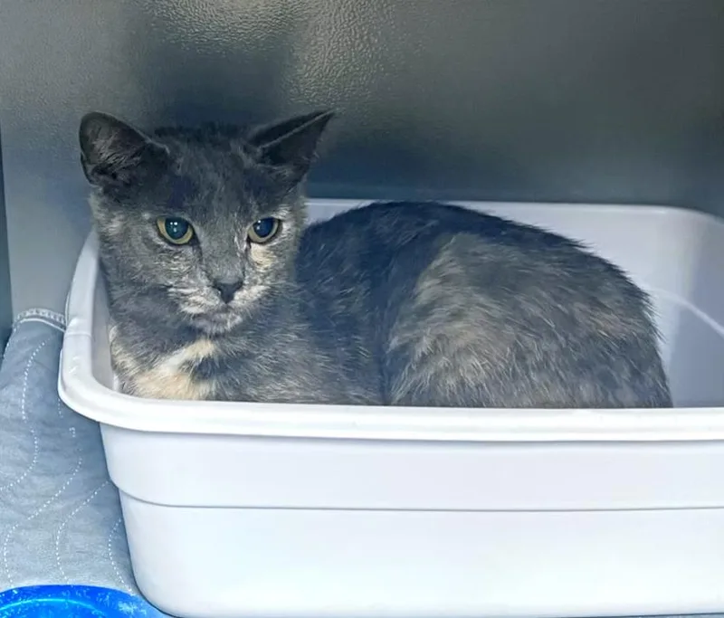 Primrose thumbnail 2