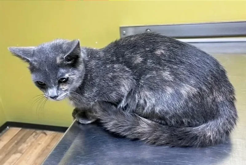 Primrose thumbnail 3