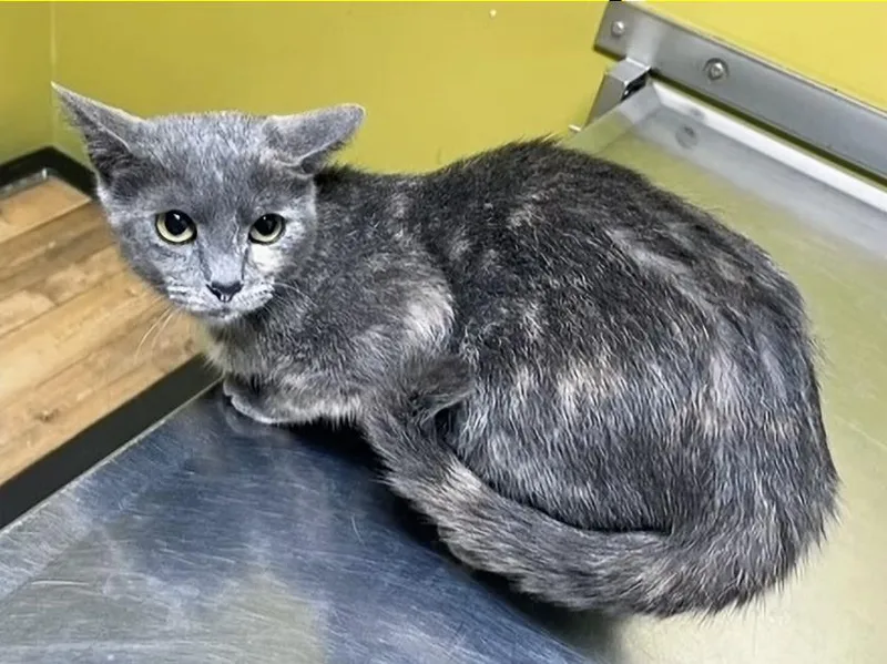 Primrose thumbnail 4