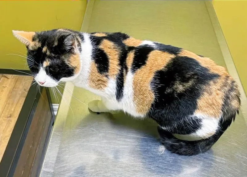 Winnifred thumbnail 2