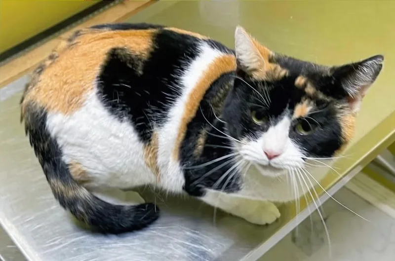 Winnifred thumbnail 4