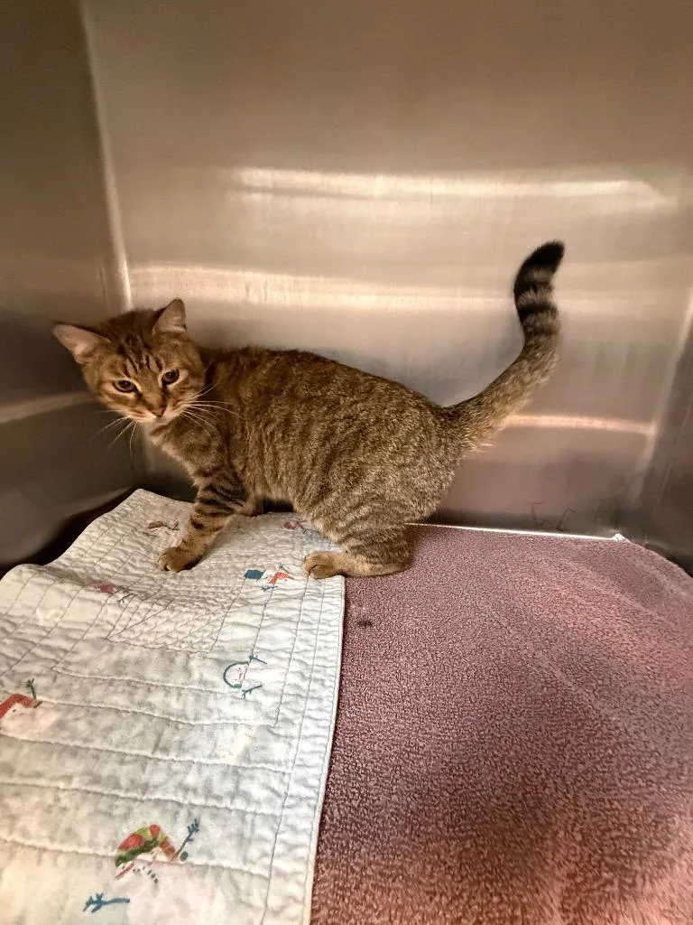 Clarissa thumbnail 2