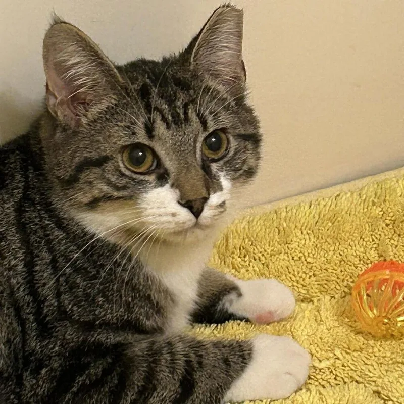 Voltaire thumbnail 2