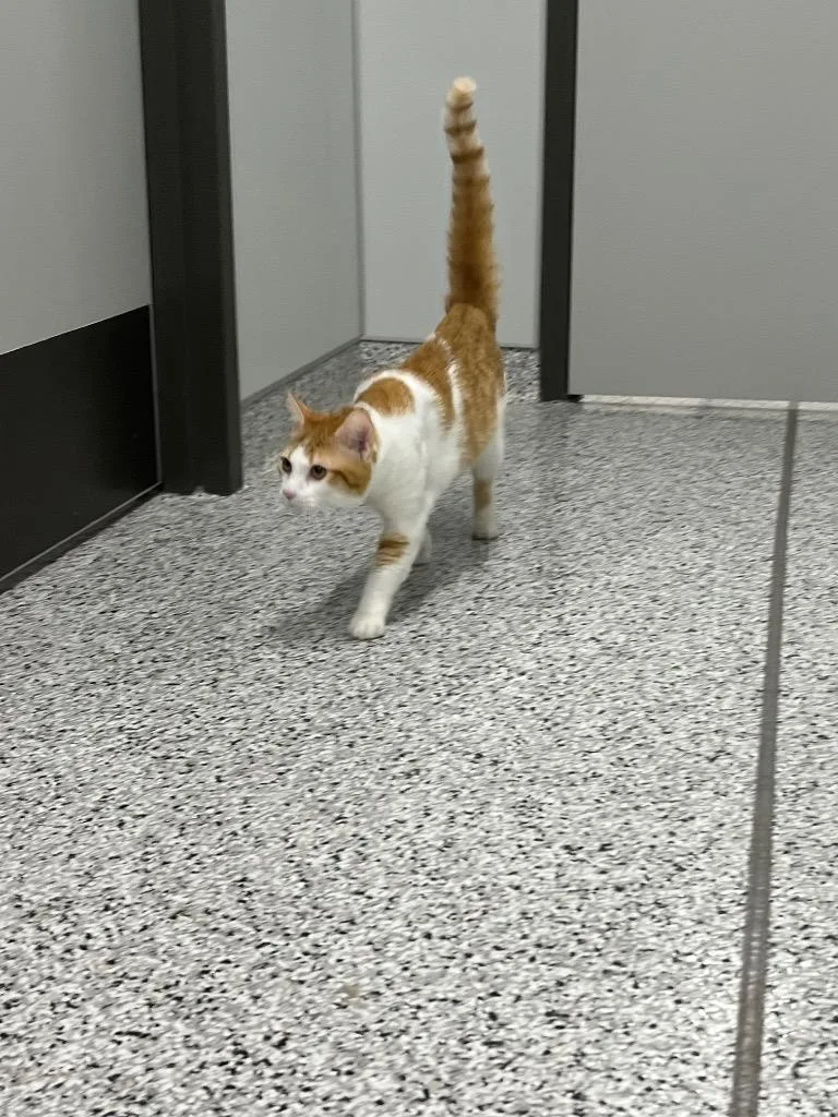 Sherbert thumbnail 2