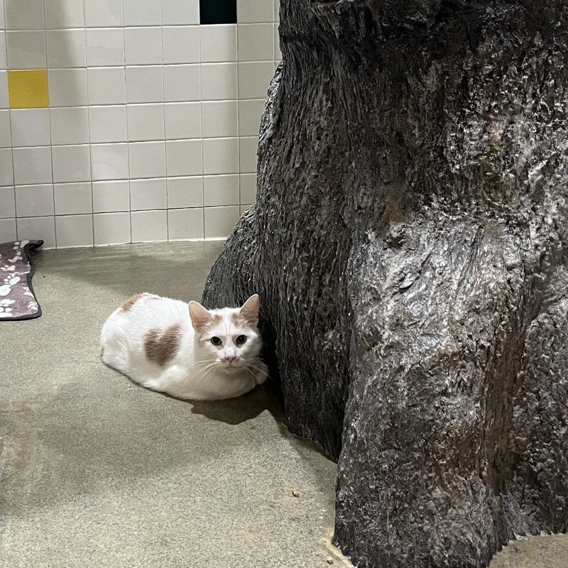 Hollander thumbnail 2