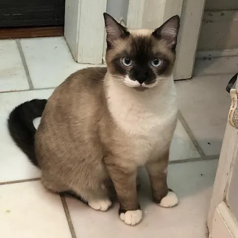 Minion & Mustachio thumbnail 2