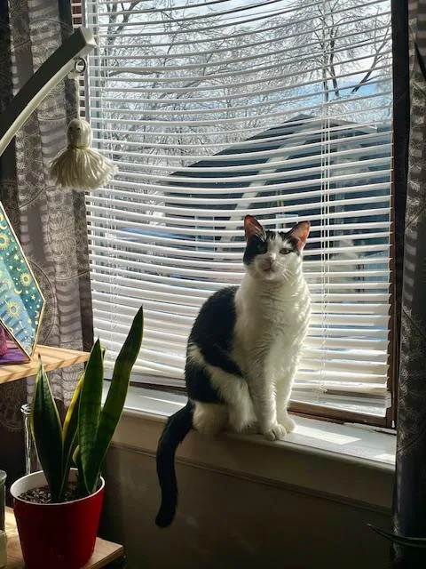 Minion & Mustachio thumbnail 3