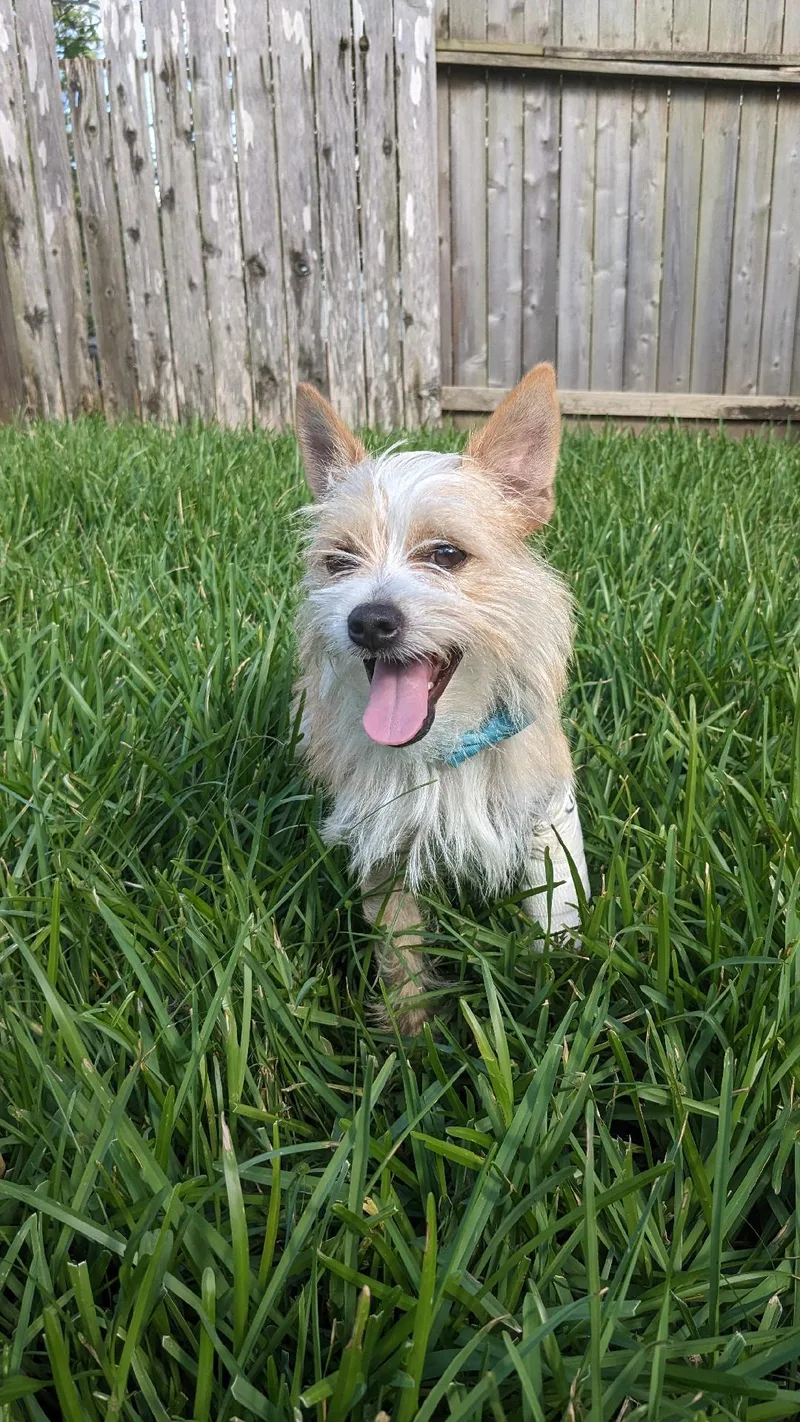 Oswego Brt thumbnail 2