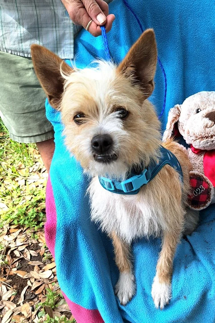 Oswego Brt thumbnail 3