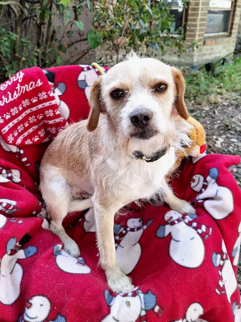 Ozulo Blt thumbnail 2