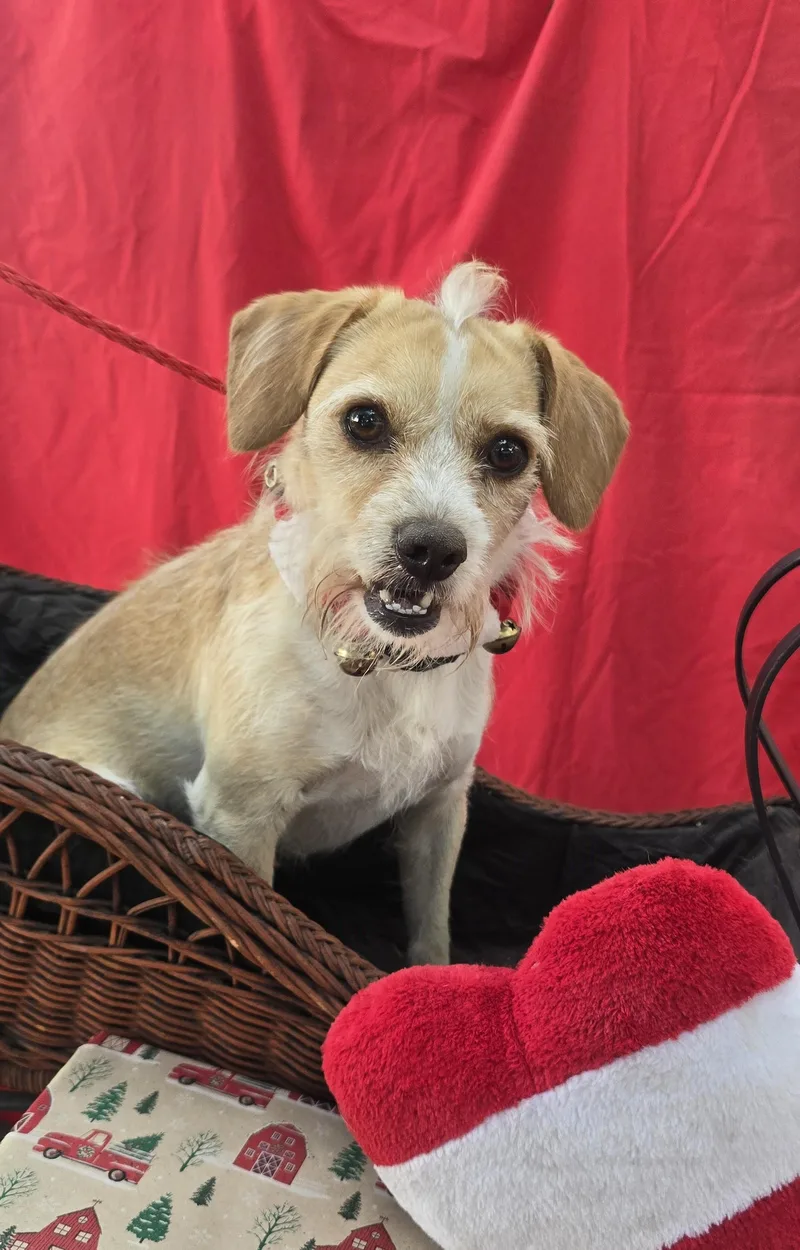 Ozulo Blt thumbnail 4