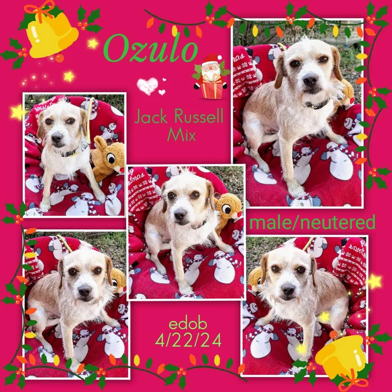 Ozulo Blt thumbnail 5