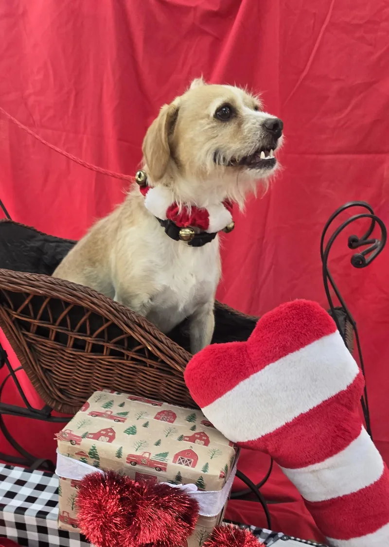 Ozulo Wat thumbnail 2