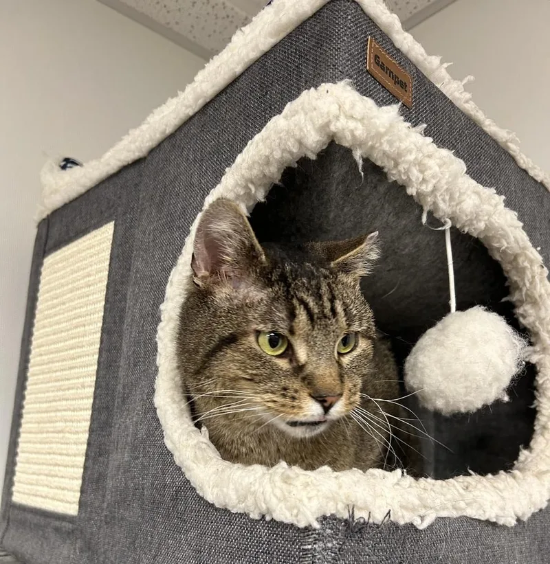 Papa Smurf thumbnail 3