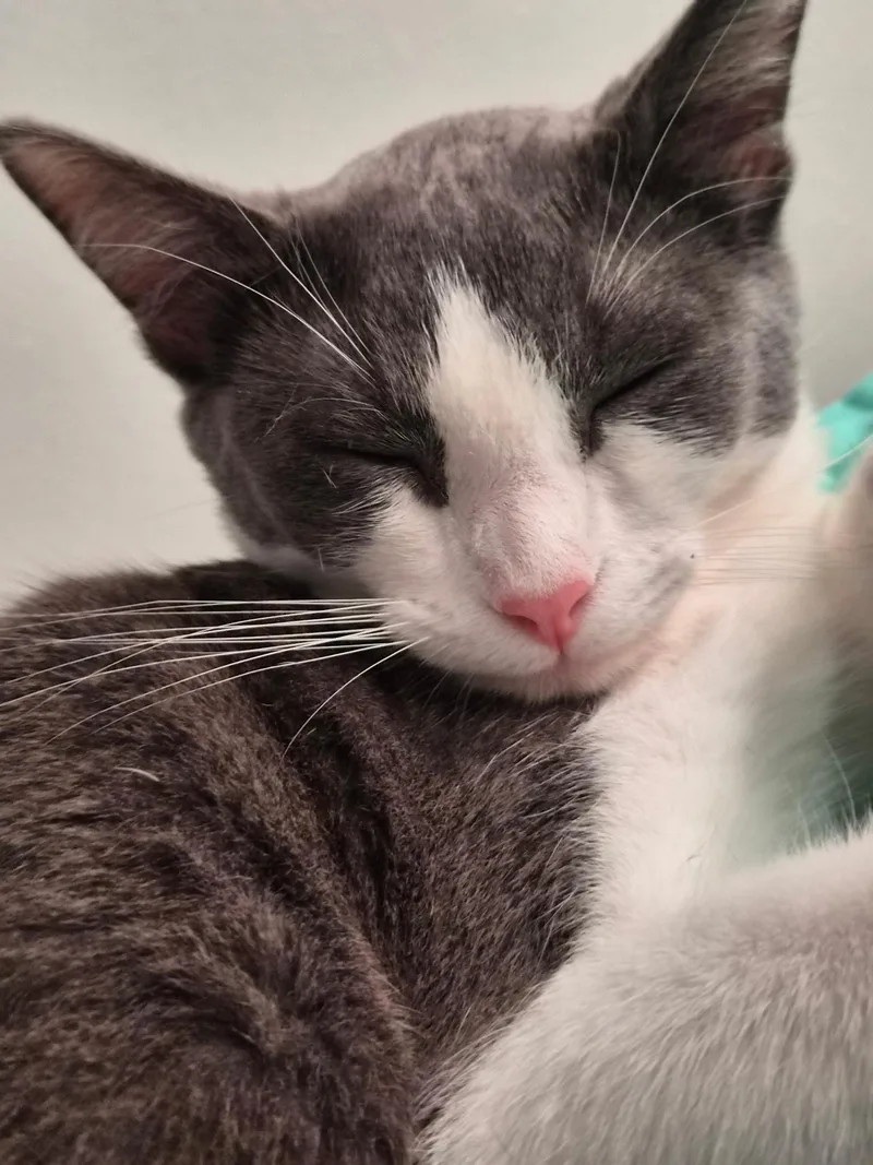 Little Grey thumbnail 2