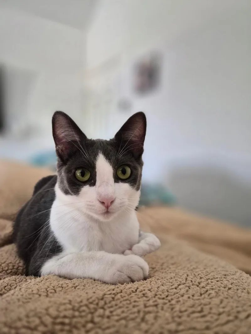 Little Grey thumbnail 3