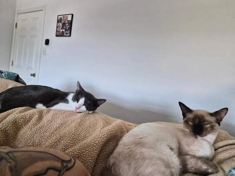 Little Grey thumbnail 4