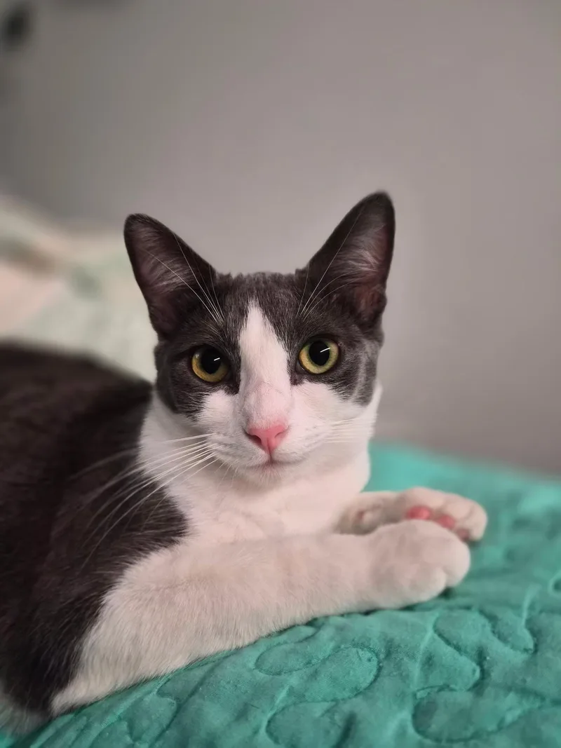 Little Grey thumbnail 5