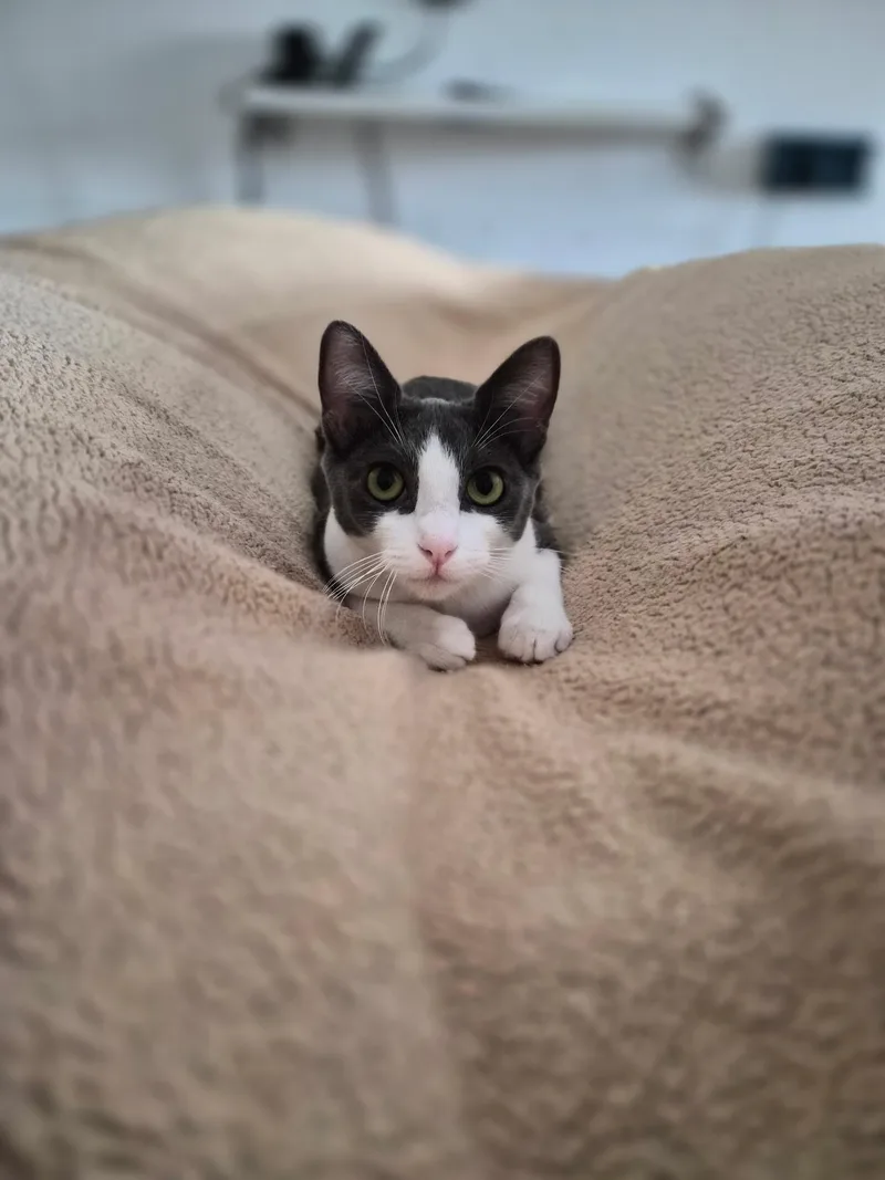 Little Grey thumbnail 6