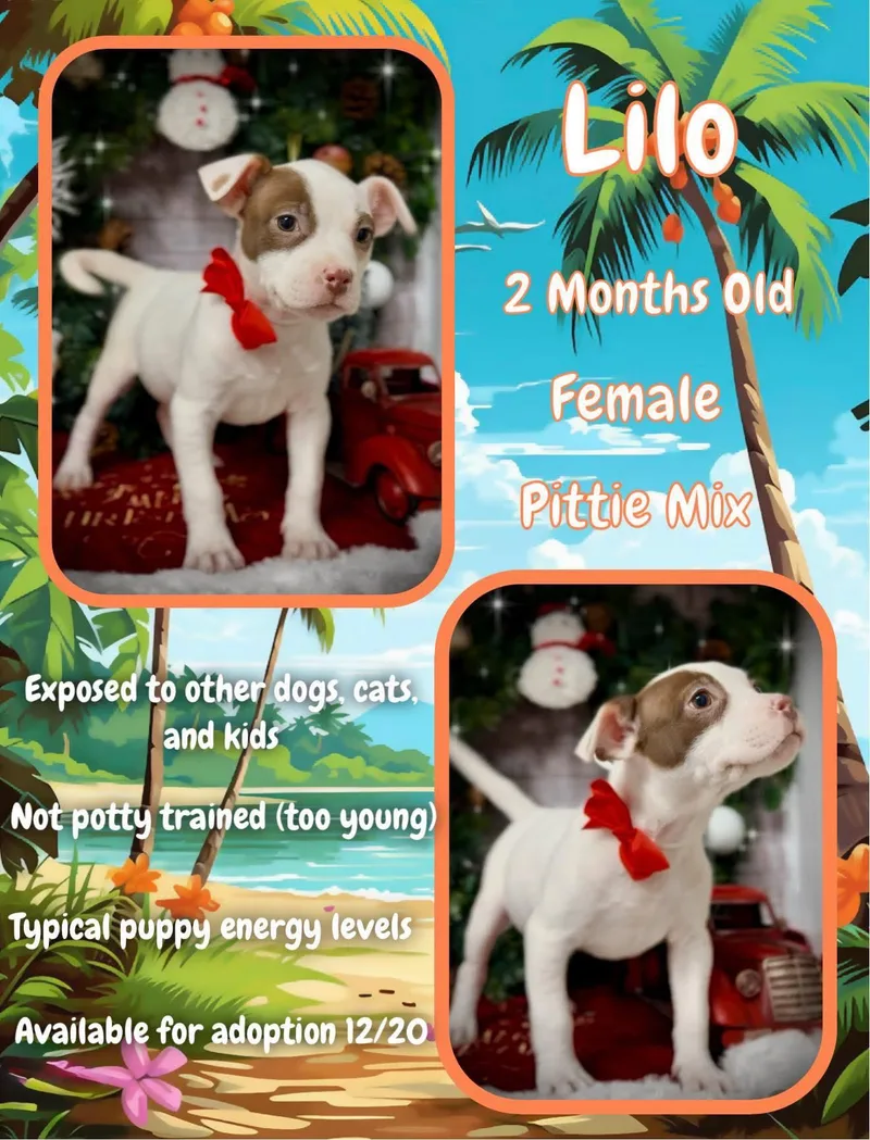 Lilo  Ohana thumbnail 2