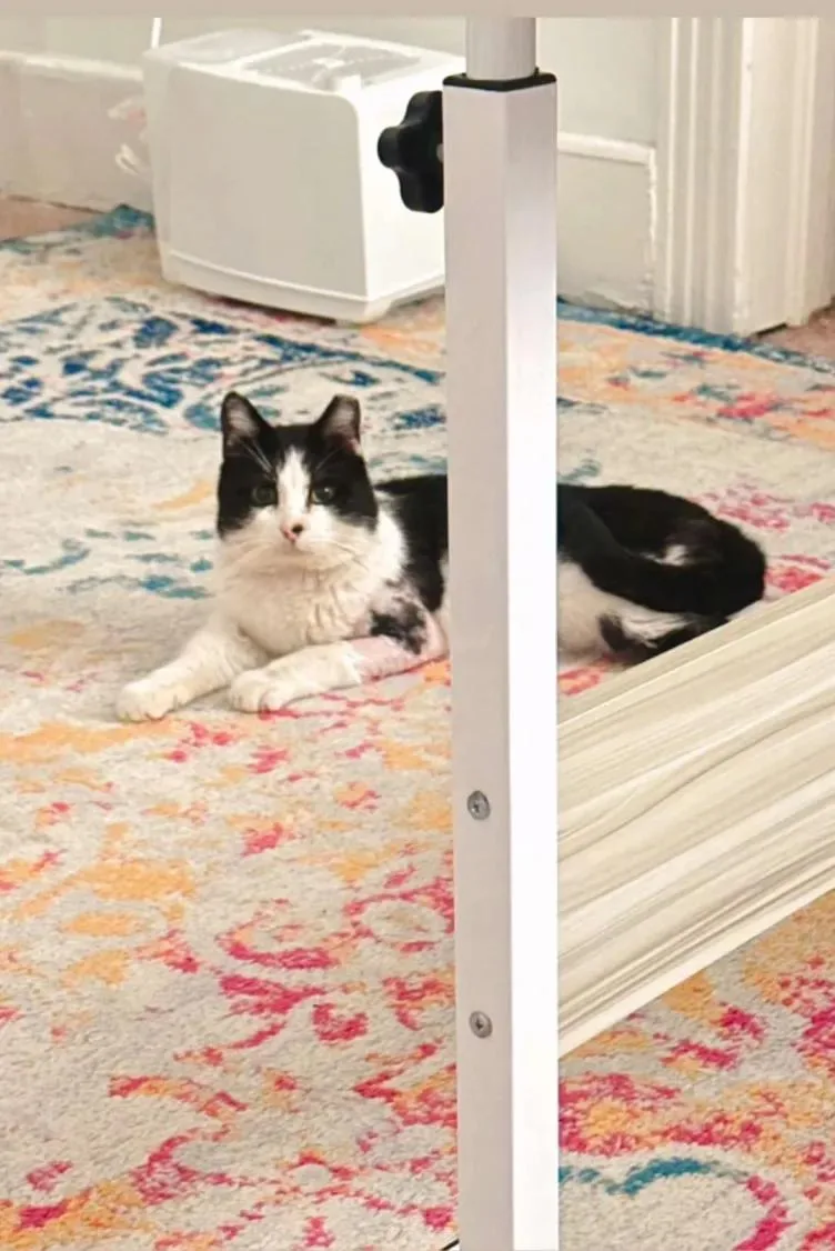 Pepe Le Pew thumbnail 2