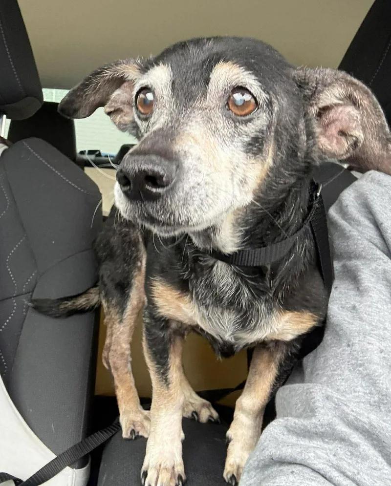 Ryder Tx thumbnail 2