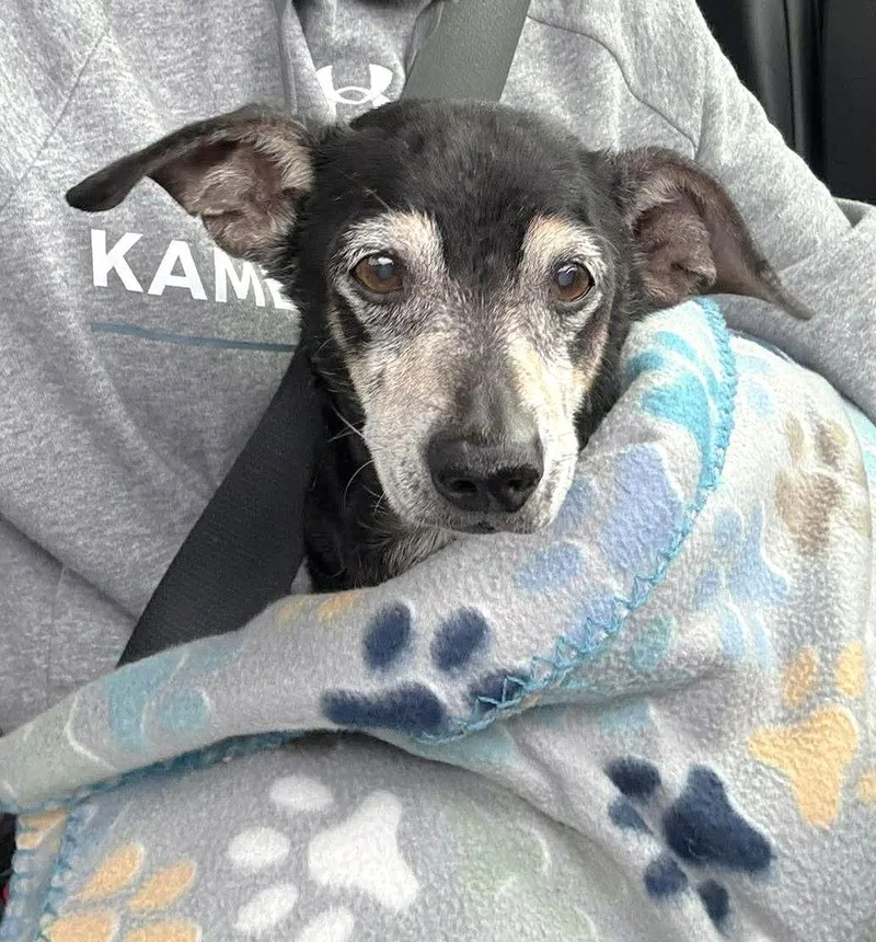 Ryder Tx thumbnail 3