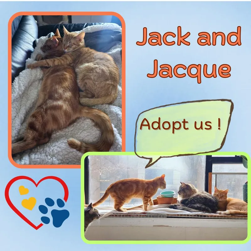 Jack And Jacque thumbnail 5