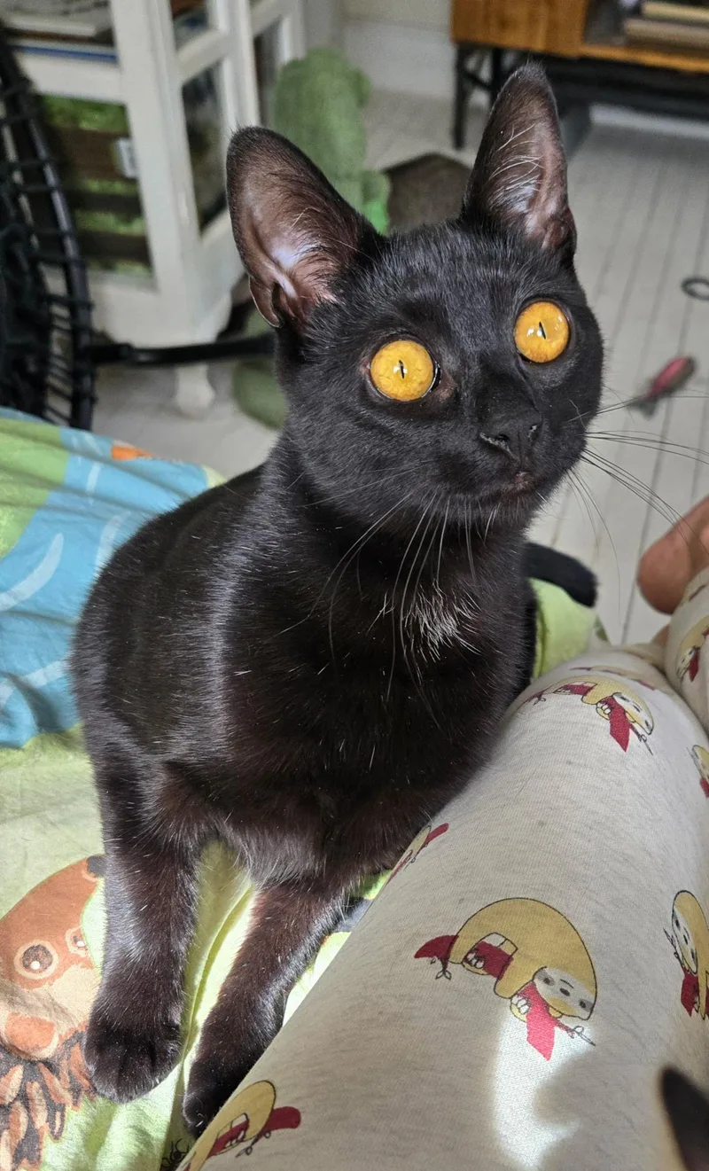 Mocha And Latte  thumbnail 6