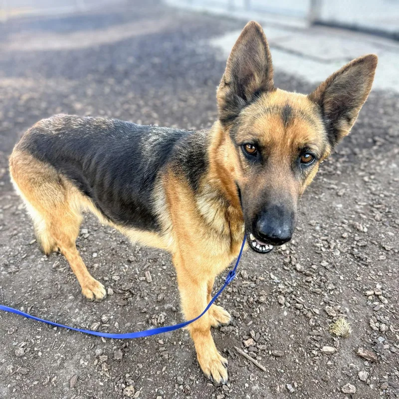 Wallflower thumbnail 2