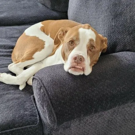 Weizer In Colorado thumbnail 2