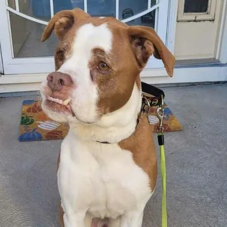 Weizer In Colorado thumbnail 3