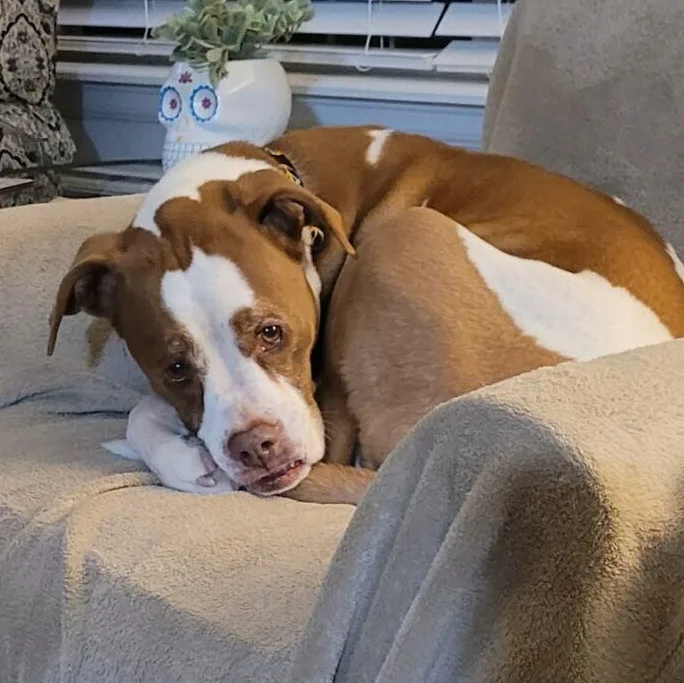 Weizer In Colorado thumbnail 4