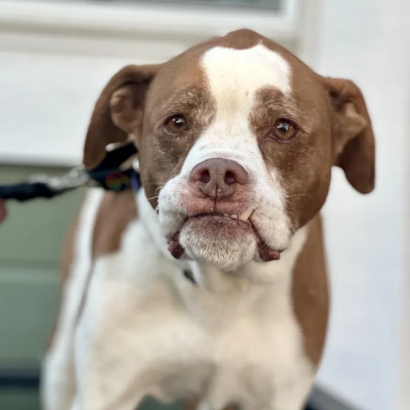 Weizer In Colorado thumbnail 5