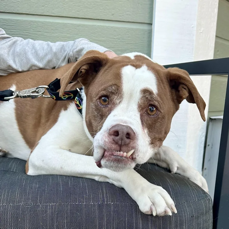 Weizer In Colorado thumbnail 6