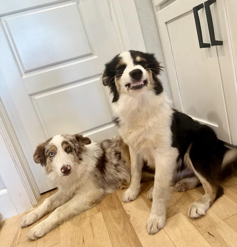 Carolina thumbnail 3