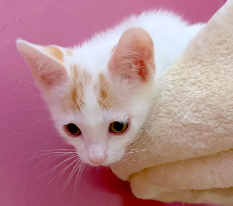 Hawthorne  Bonded With