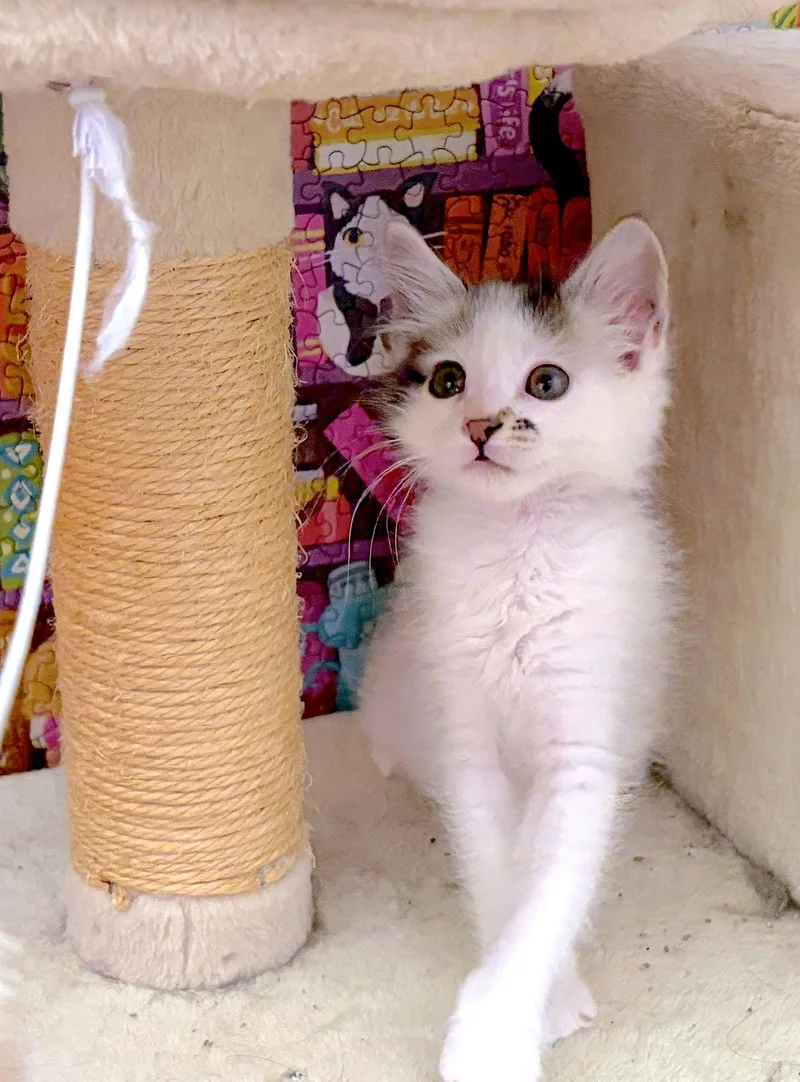 Holly  Bonded With thumbnail 2