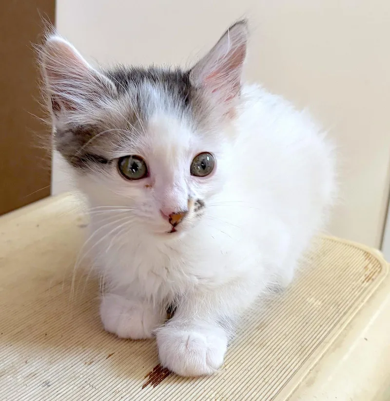 Holly  Bonded With thumbnail 3