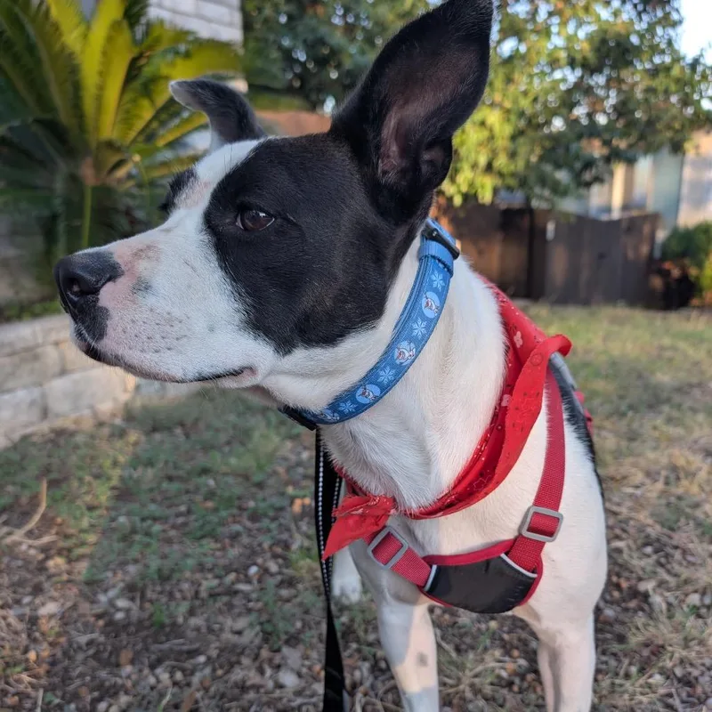 Elizabeth Taylor thumbnail 2