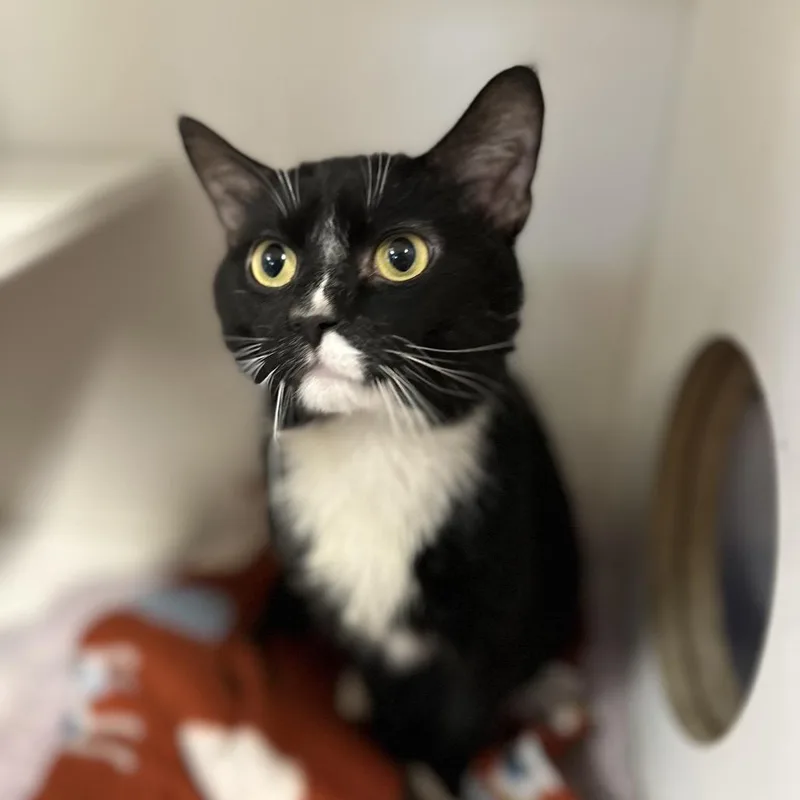 Giuseppi Ronaldo thumbnail 2