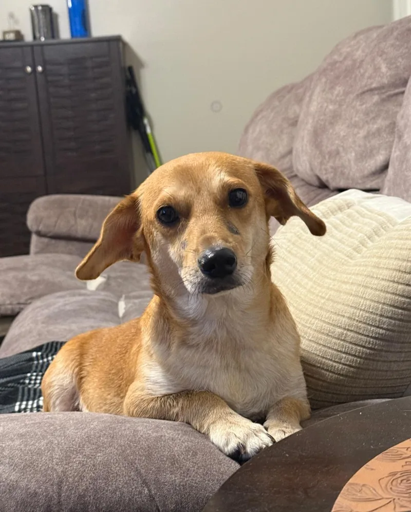 Margie: The Simpson's Litter