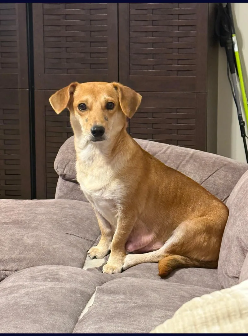 Margie: The Simpson's Litter thumbnail 3