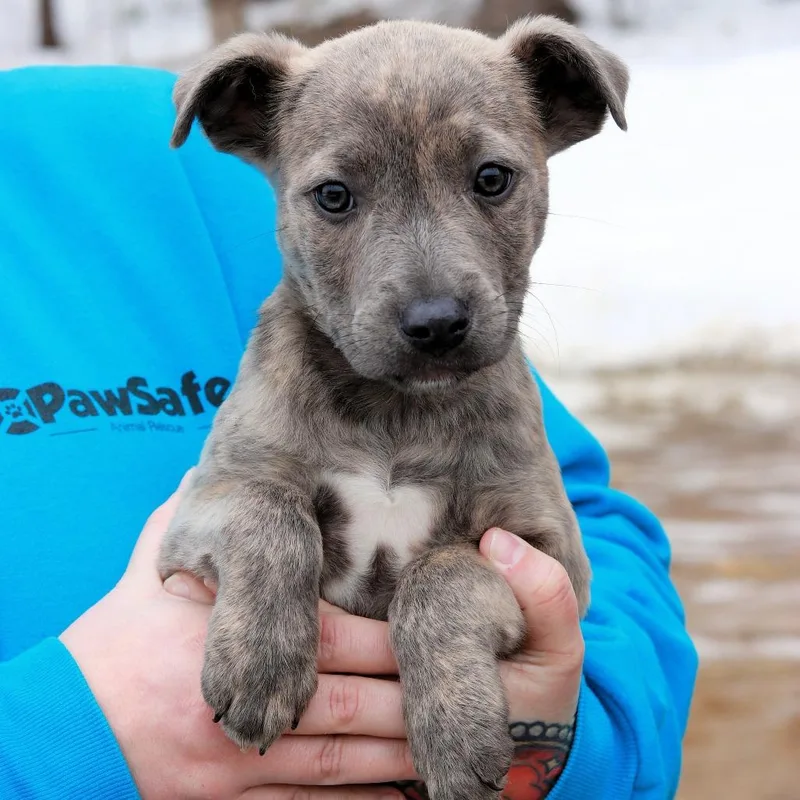 Ct Sabrina Avail Mar