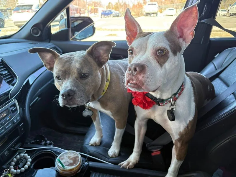 Trixie  In Massachusetts