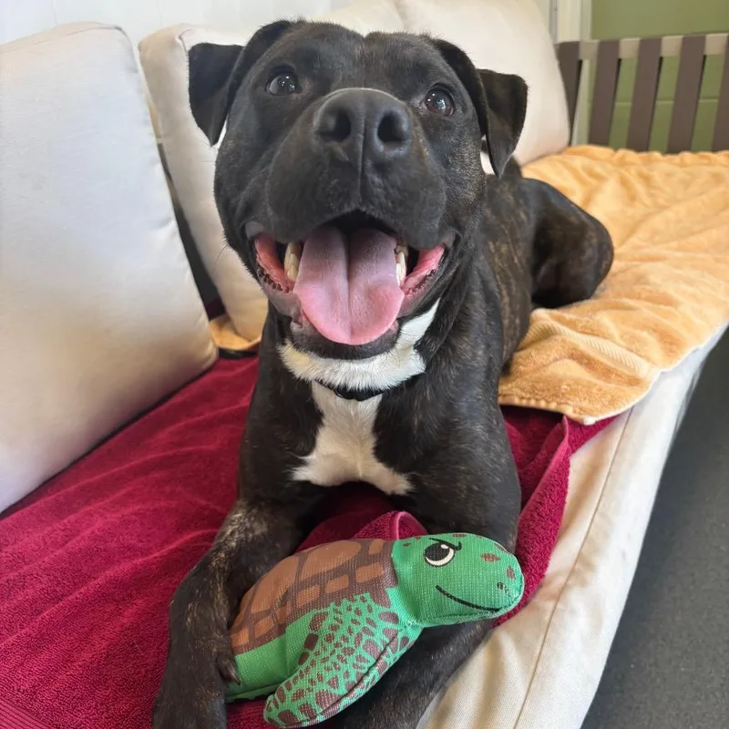 Humberto thumbnail 3