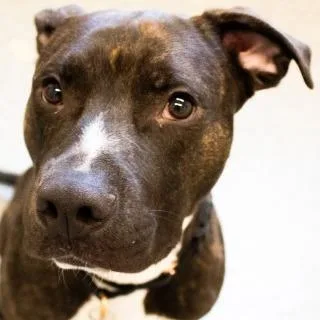 Humberto thumbnail 4