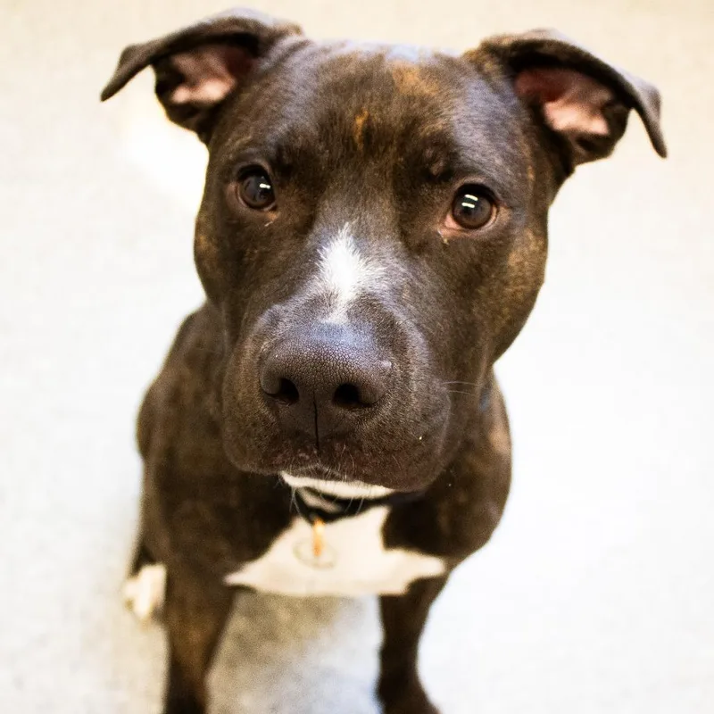 Humberto thumbnail 5