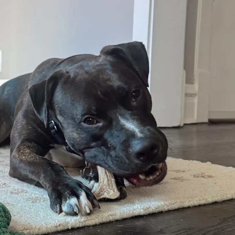 Humberto thumbnail 6