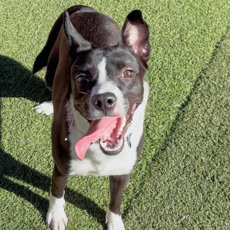 Porkchop thumbnail 3